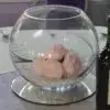 fishbowl for wedding